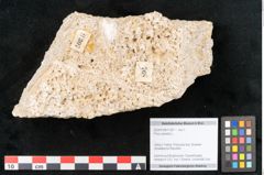 Foto (Objekt + Etikett) von Pinus silvestris L. (NHMW-GEO-2024-0188-11307)